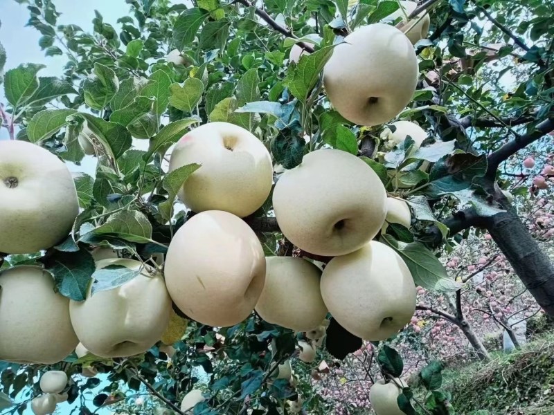 甘肃花牛苹果，富士
