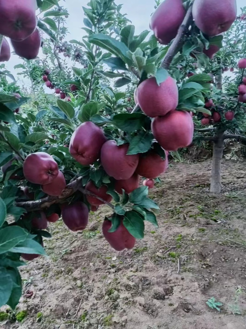 甘肃花牛苹果，富士