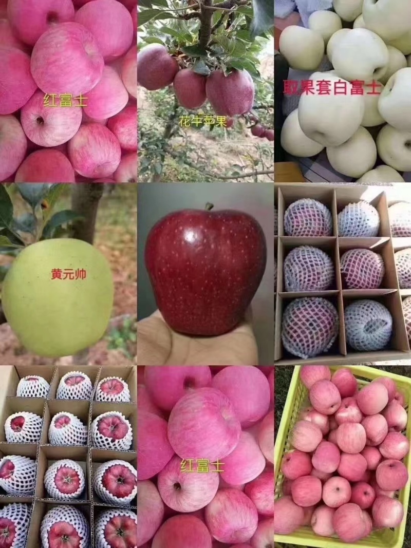 甘肃花牛苹果，富士