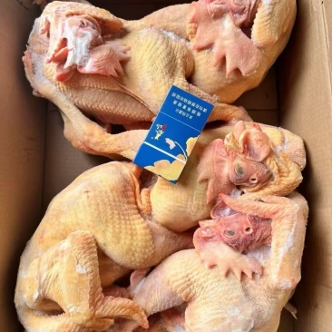 黄脚公鸡5只(10.5kg)