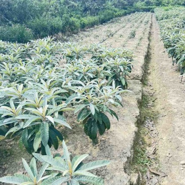 白玉枇杷苗