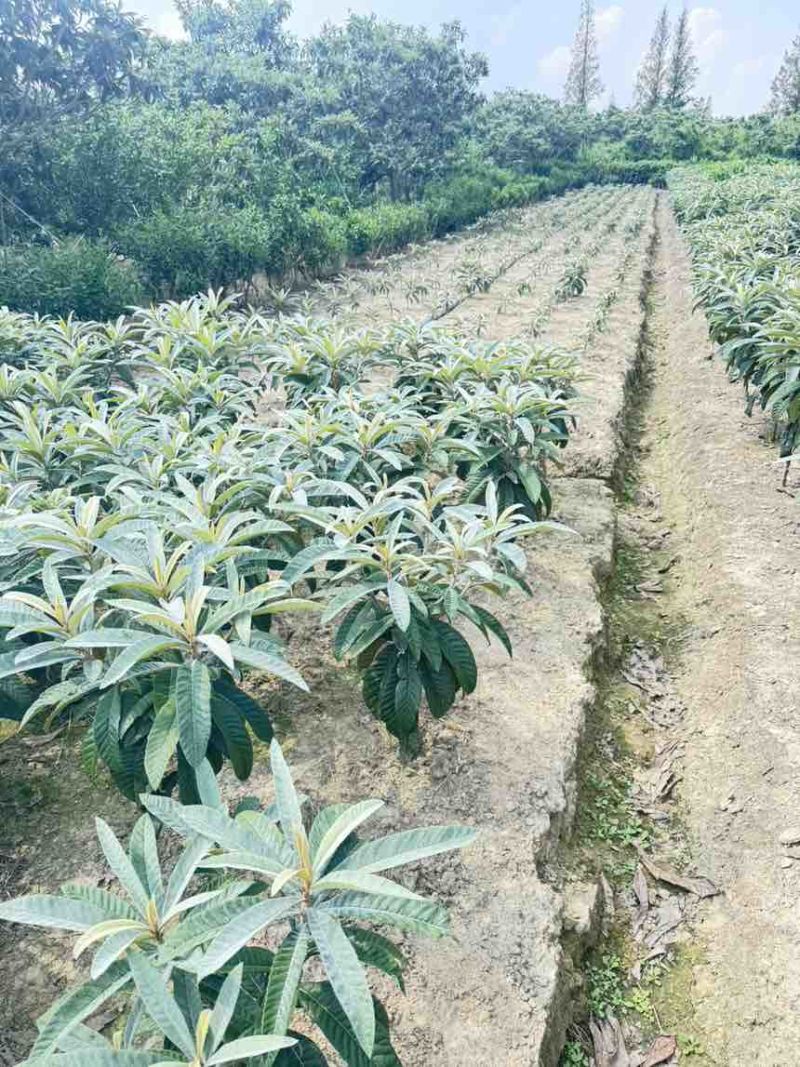 白玉枇杷苗