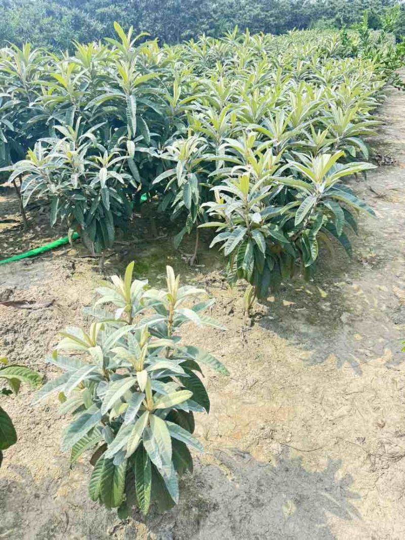 白玉枇杷苗