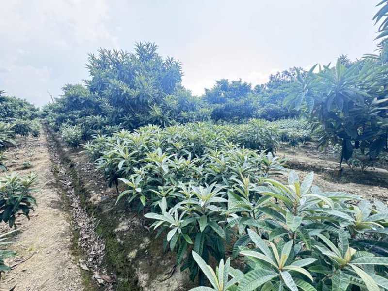 白玉枇杷苗