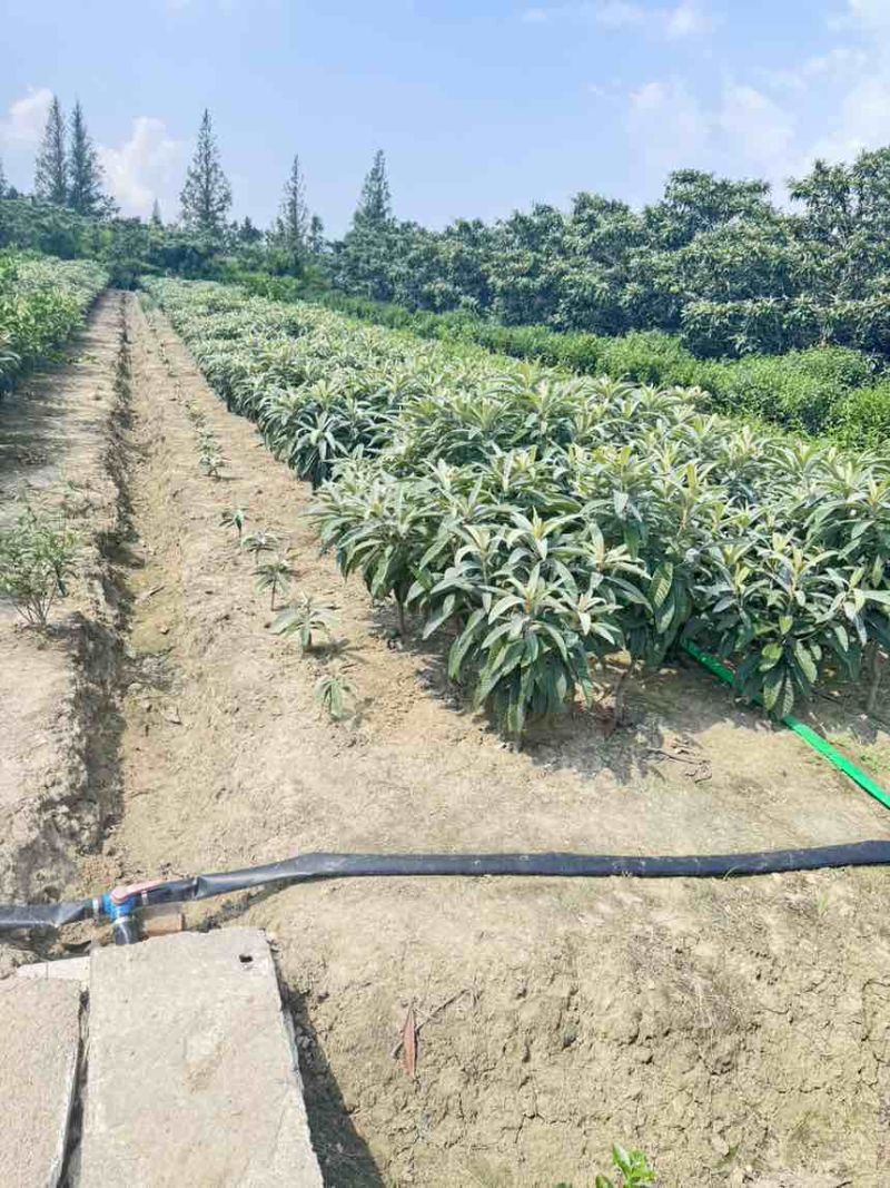 白玉枇杷苗