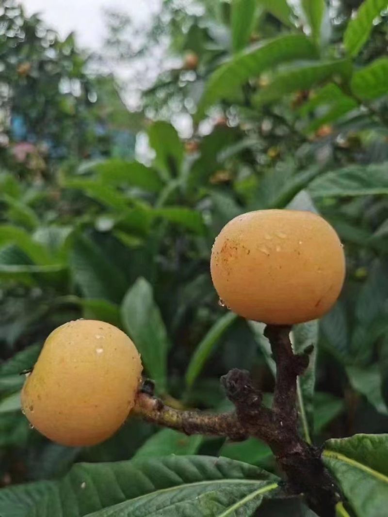白玉枇杷苗