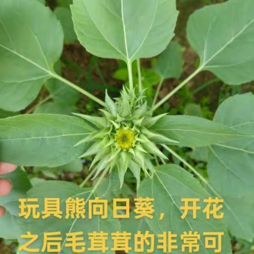 切花向日葵
