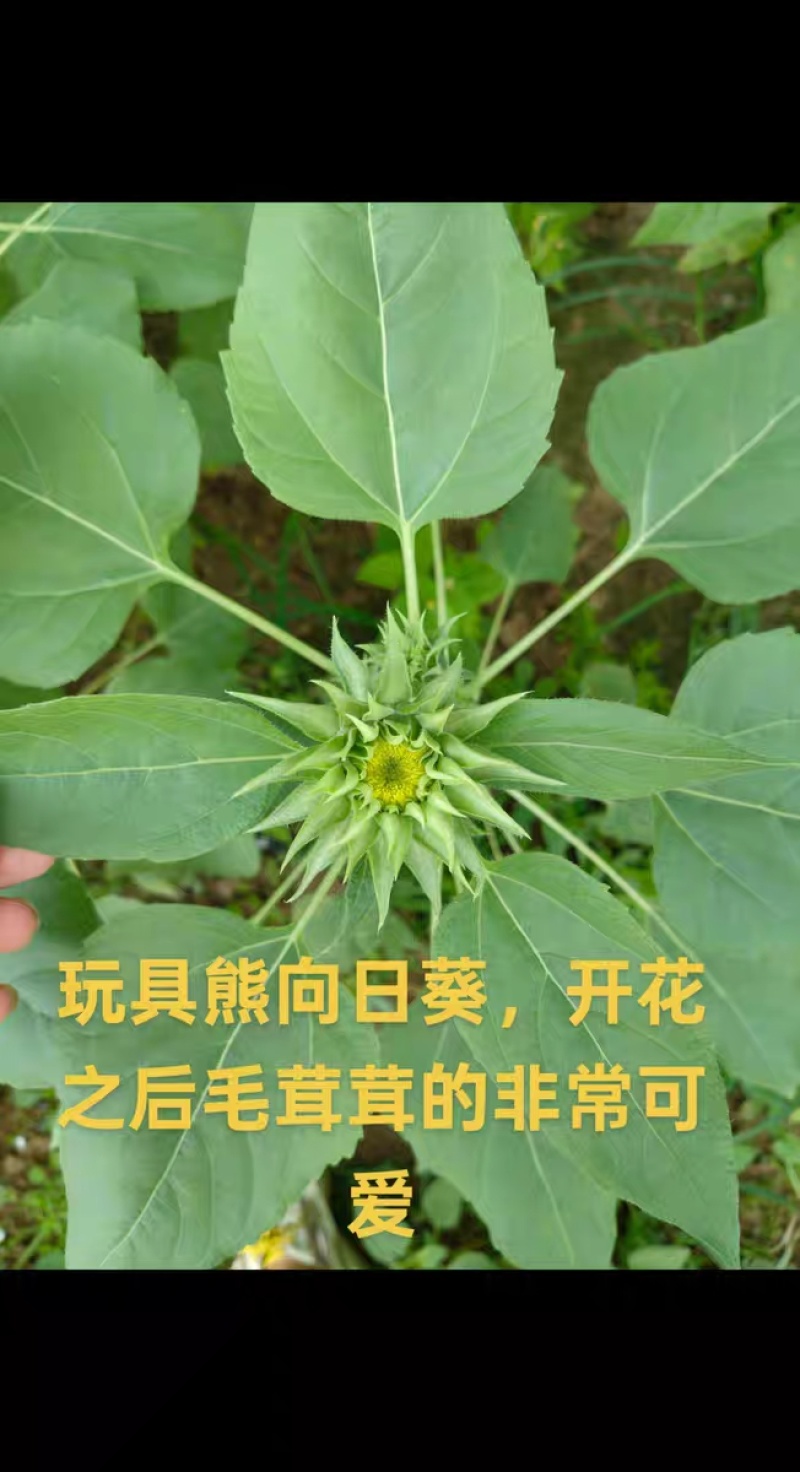 切花向日葵