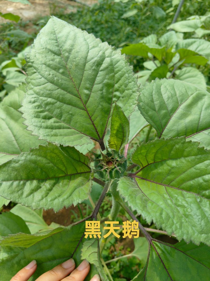 切花向日葵