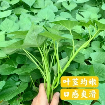 番薯苗