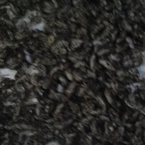 金蝉合