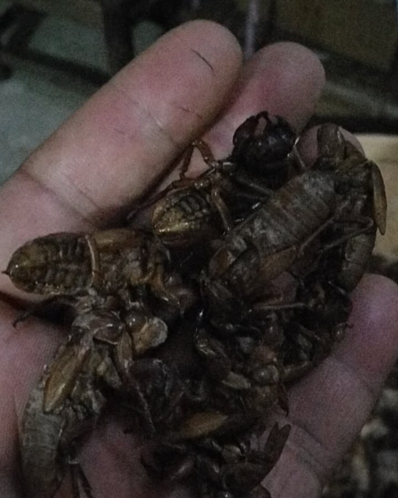 金蝉合
