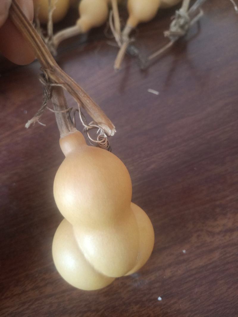金蝉葫芦皮质嘎嘎好
