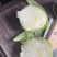 甘蓝