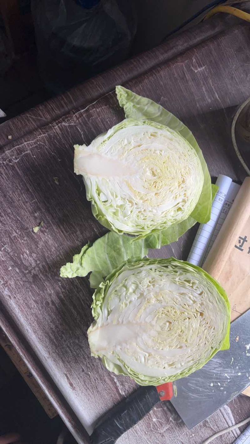 甘蓝