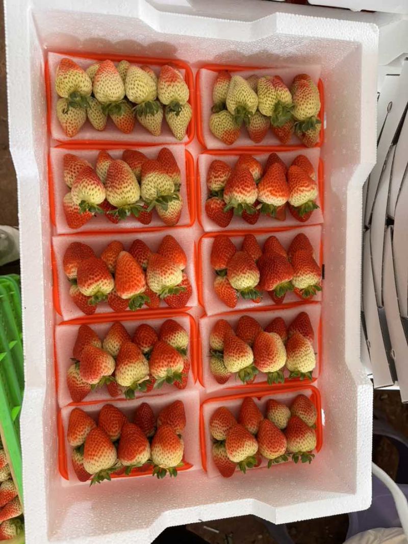 各种包装都有原汁原味，酸甜可口需要的下单