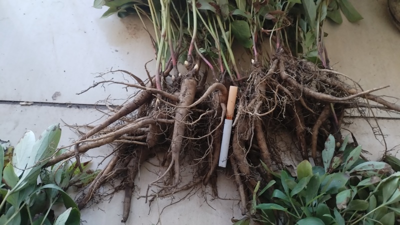内蒙古呼伦贝尔阿荣旗道地药材三年赤芍苗