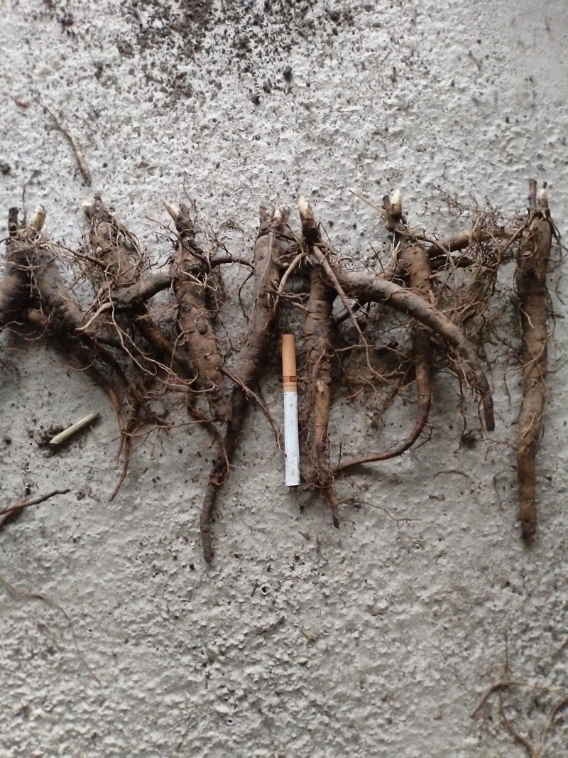 内蒙古呼伦贝尔阿荣旗道地药材三年赤芍苗