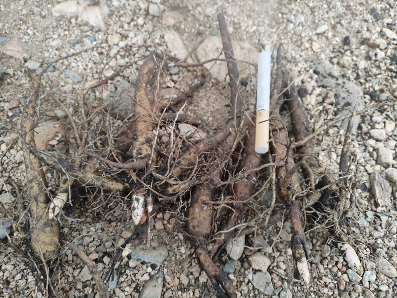 内蒙古呼伦贝尔阿荣旗道地药材三年赤芍苗