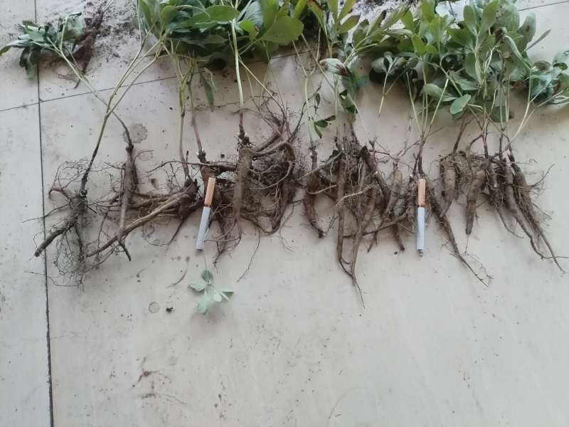 内蒙古呼伦贝尔阿荣旗道地药材三年赤芍苗
