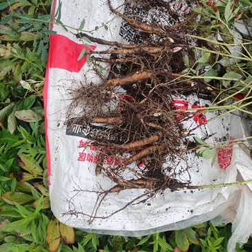 内蒙古呼伦贝尔阿荣旗道地药材三年赤芍苗
