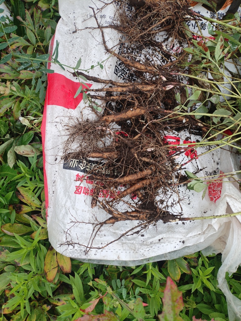 内蒙古呼伦贝尔阿荣旗道地药材三年赤芍苗