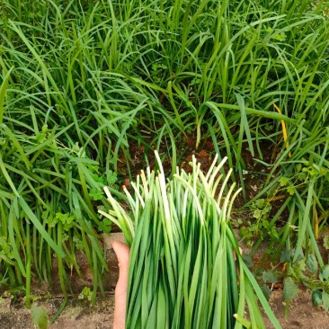 500亩大量韭菜批发
