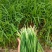 500亩大量韭菜批发