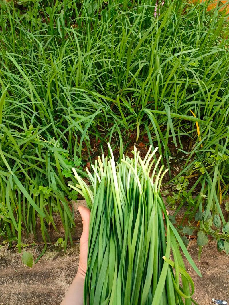 500亩大量韭菜批发