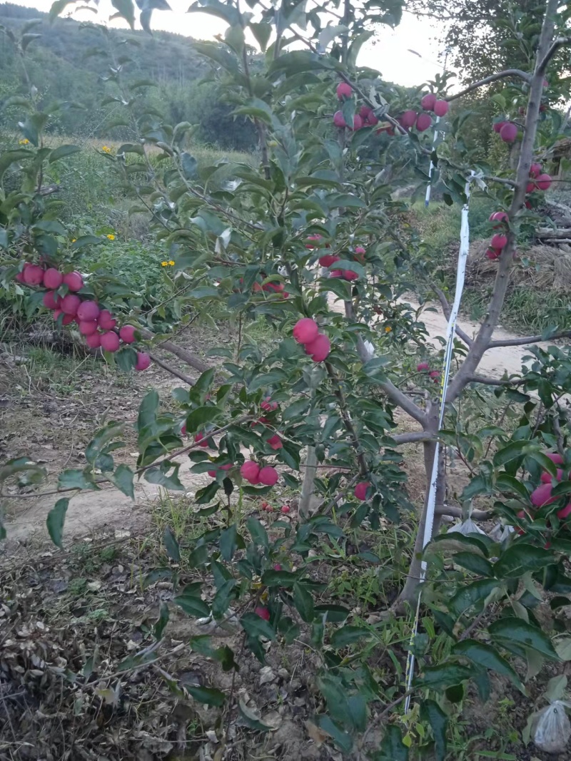 香妃海棠小苹果自家一手货源大小果都有颜色靓丽货量大批发
