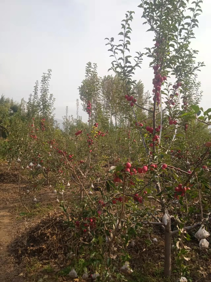 香妃海棠小苹果自家一手货源大小果都有颜色靓丽货量大批发