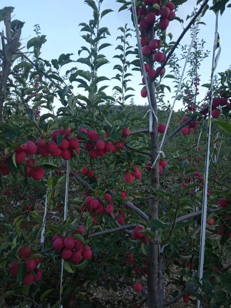 香妃海棠小苹果自家一手货源大小果都有颜色靓丽货量大批发