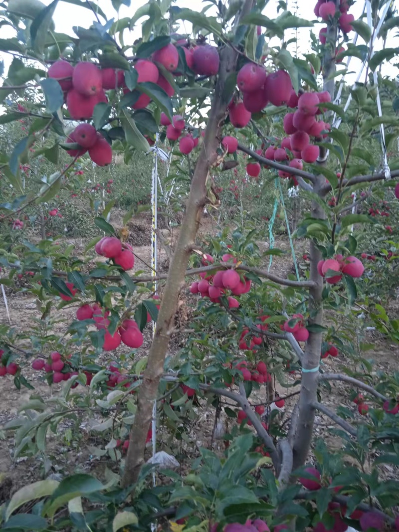 香妃海棠小苹果自家一手货源大小果都有颜色靓丽货量大批发
