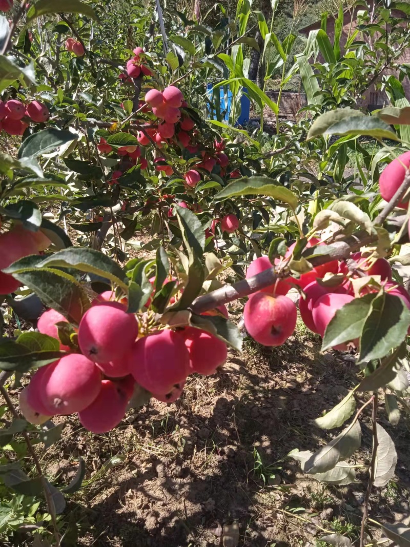 香妃海棠小苹果自家一手货源大小果都有颜色靓丽货量大批发