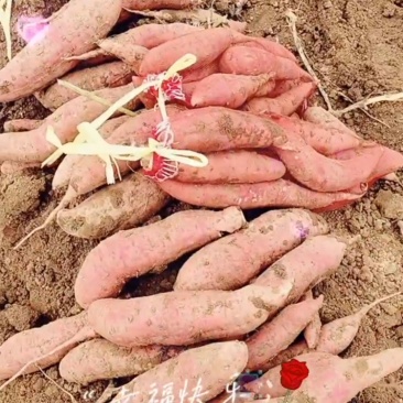 西瓜红红薯