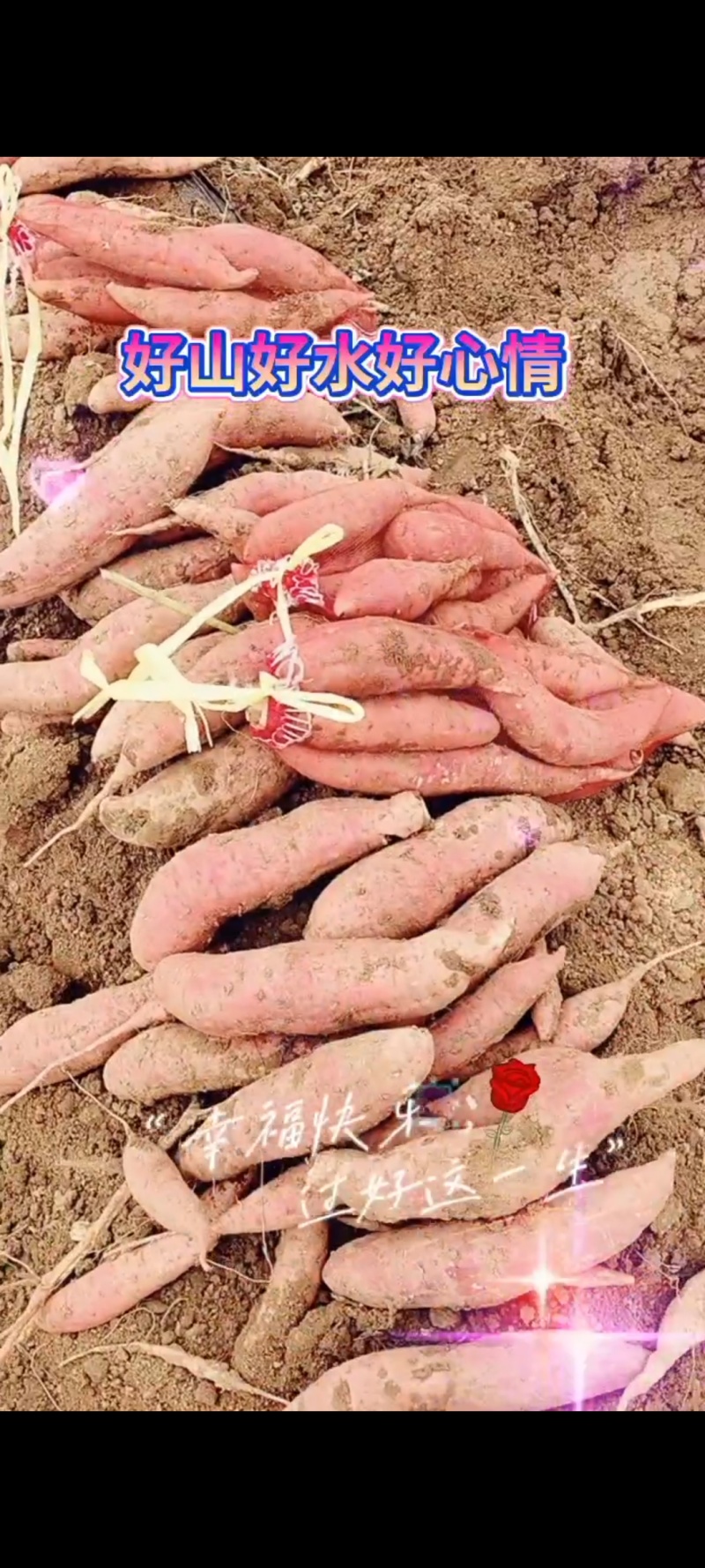 西瓜红红薯