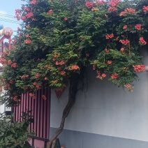 凌霄花。20年，2棵缠绕生长，枝繁叶茂，地径接近10公分