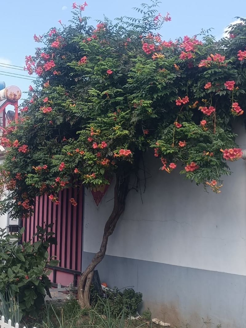 凌霄花。20年，2棵缠绕生长，枝繁叶茂，地径接近10公分