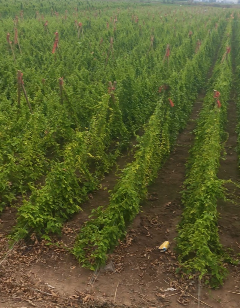 铁棍山药豆苗