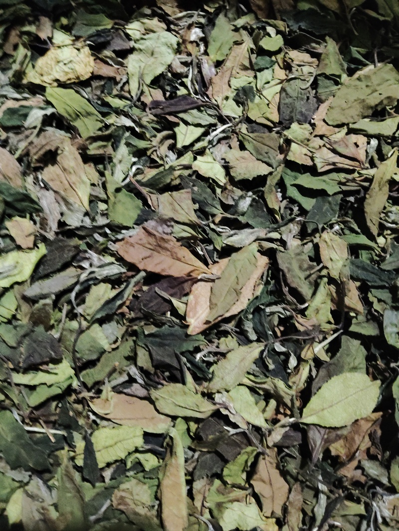 普洱茶
