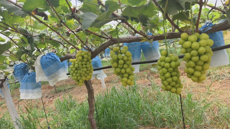 阳光玫瑰一万斤