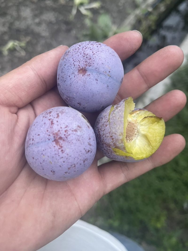 阿坝州茂县红脆李