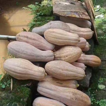 万州南瓜
