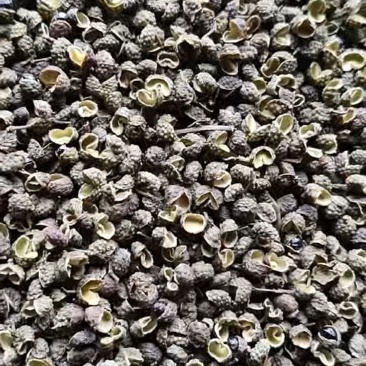 重庆江津青花椒