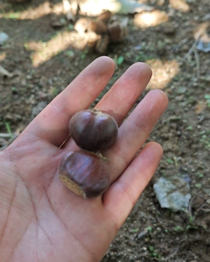 青龙板栗