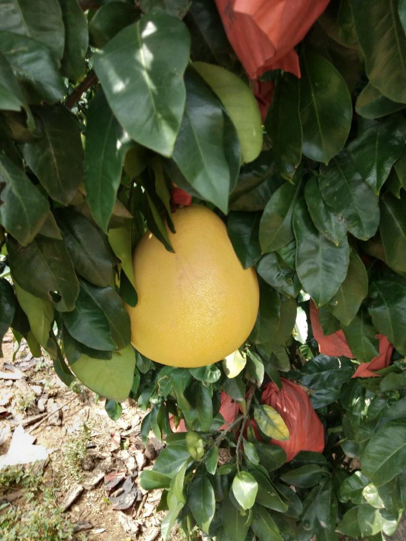 三红蜜柚