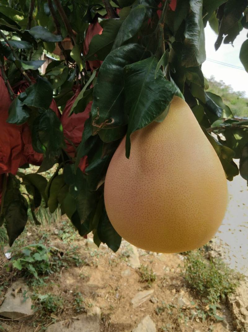 三红蜜柚