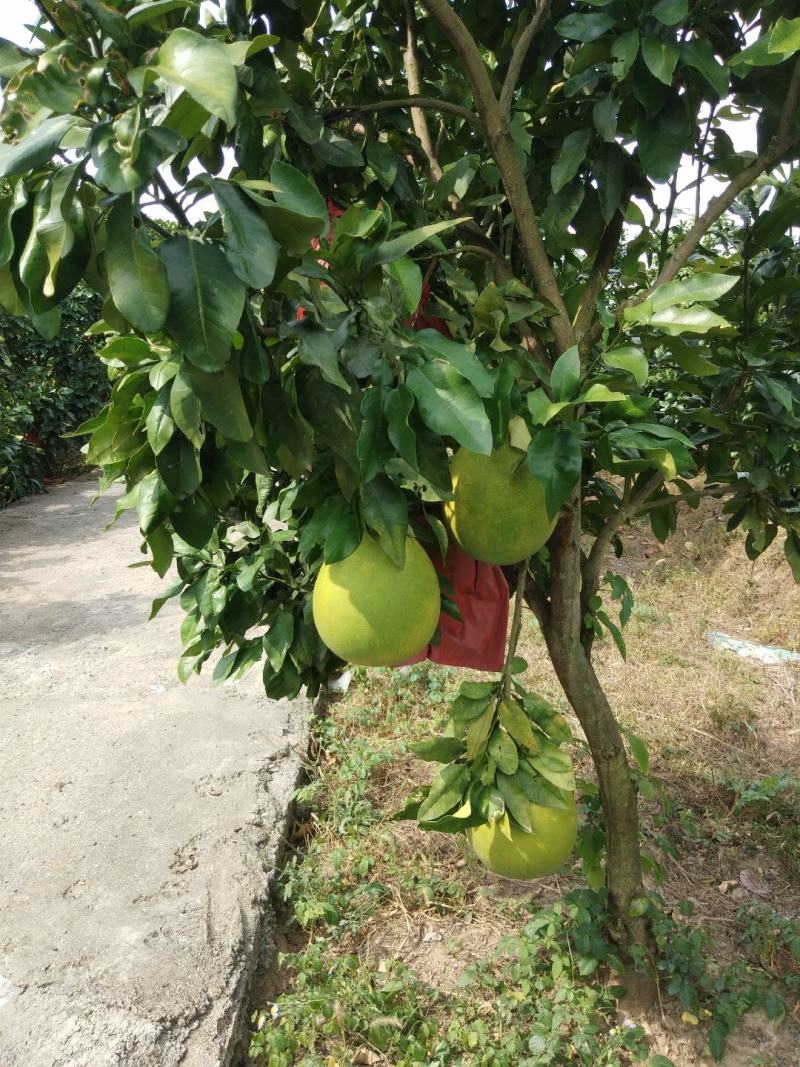 三红蜜柚
