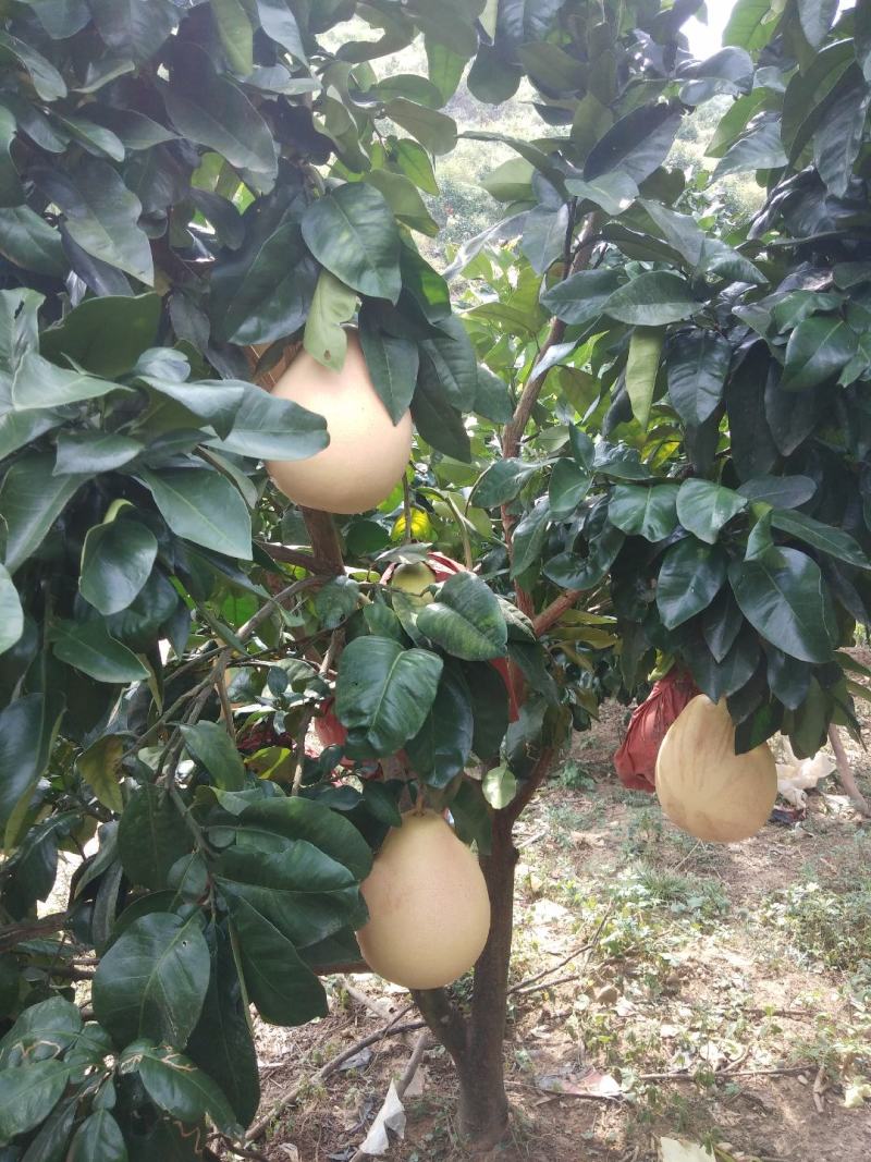 三红蜜柚