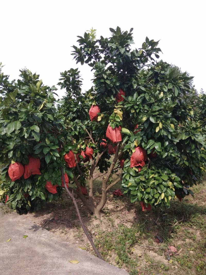 三红蜜柚